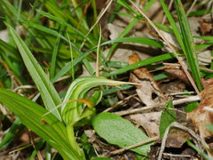 Pterostylis banksii
