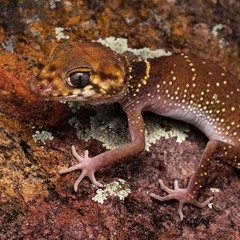Underwoodisaurus milii