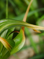 Pterostylis banksii