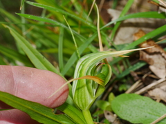 Pterostylis banksii
