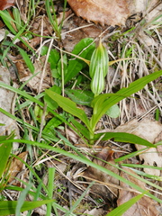 Pterostylis banksii