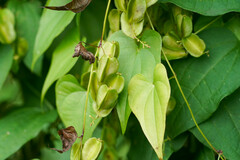 Dioscorea tokoro