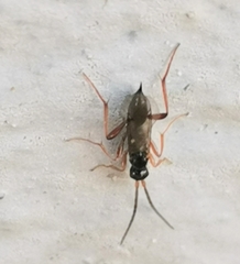 Proctotrupidae