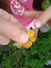 Colias croceus