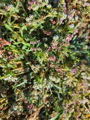 Corrigiola litoralis