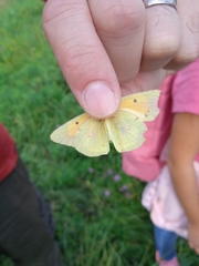 Colias croceus
