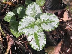 Lamium galeobdolon argentatum