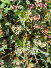 Corrigiola litoralis