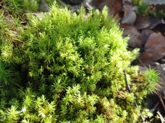 Aulacomnium palustre