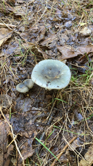 Russula virescens