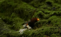 Vespa analis insularis