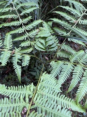 Pteris wallichiana