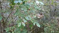 Fraxinus ornus
