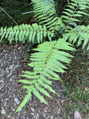 Pteris wallichiana