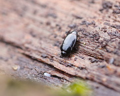 Platylomalus complanatus