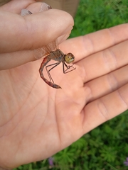 Sympetrum depressiusculum