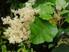 Brachyglottis repanda