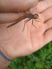 Sympetrum depressiusculum