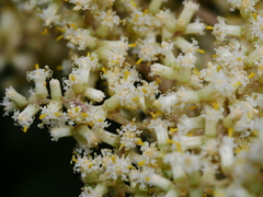 Brachyglottis repanda