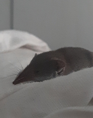 Crocidura suaveolens