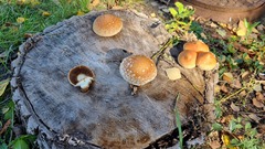 Hemipholiota