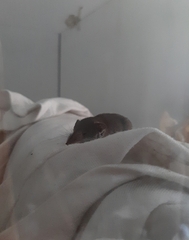 Crocidura suaveolens