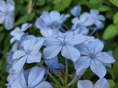 Plumbago
