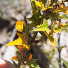 Podolobium ilicifolium