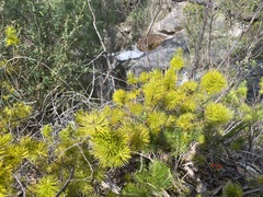 Stenanthera pinifolia