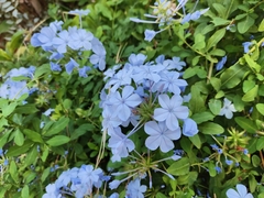 Plumbago