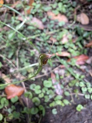 Pterostylis erecta