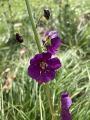 Verbascum phoeniceum