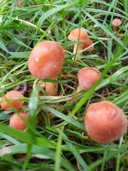 Hypholoma fasciculare