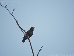 Gracula religiosa