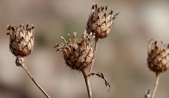 Centaurea scabiosa