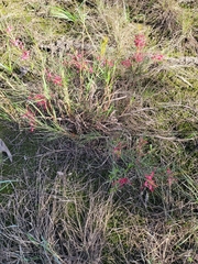 Grevillia