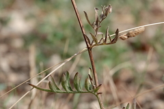 Centaurea scabiosa