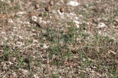 Centaurea scabiosa