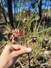 Grevillia