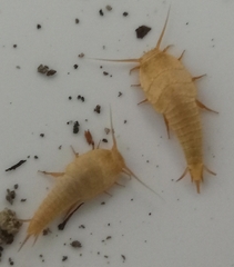 Tricholepisma aureum