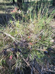 Grevillia