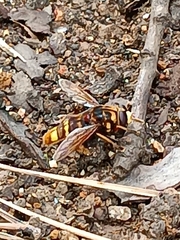 Milesia crabroniformis