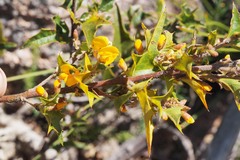 Podolobium ilicifolium