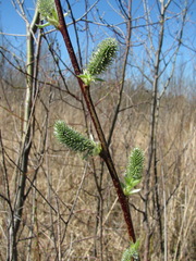 Salix caprea