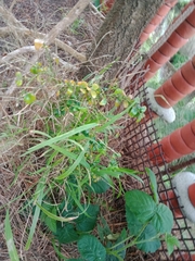 Buxus