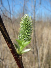 Salix caprea