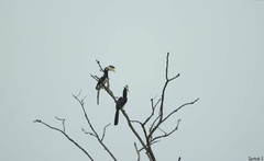 Anthracoceros coronatus