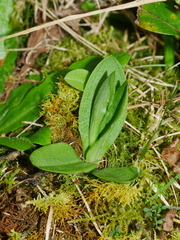Pterostylis foliata