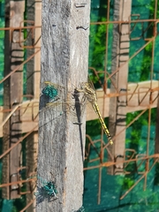 Orthetrum caledonicum
