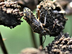 Stictopleurus punctatonervosus